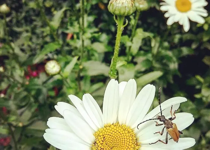 Alojamento de Acomodação e Pequeno-almoço -